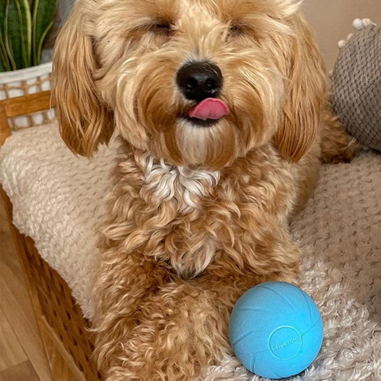 Cat Toys To Get High And Relieve Boredom